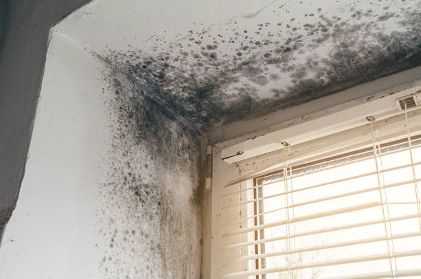 Affordable Attic Mold Remediation solutions in Richmond, VA
